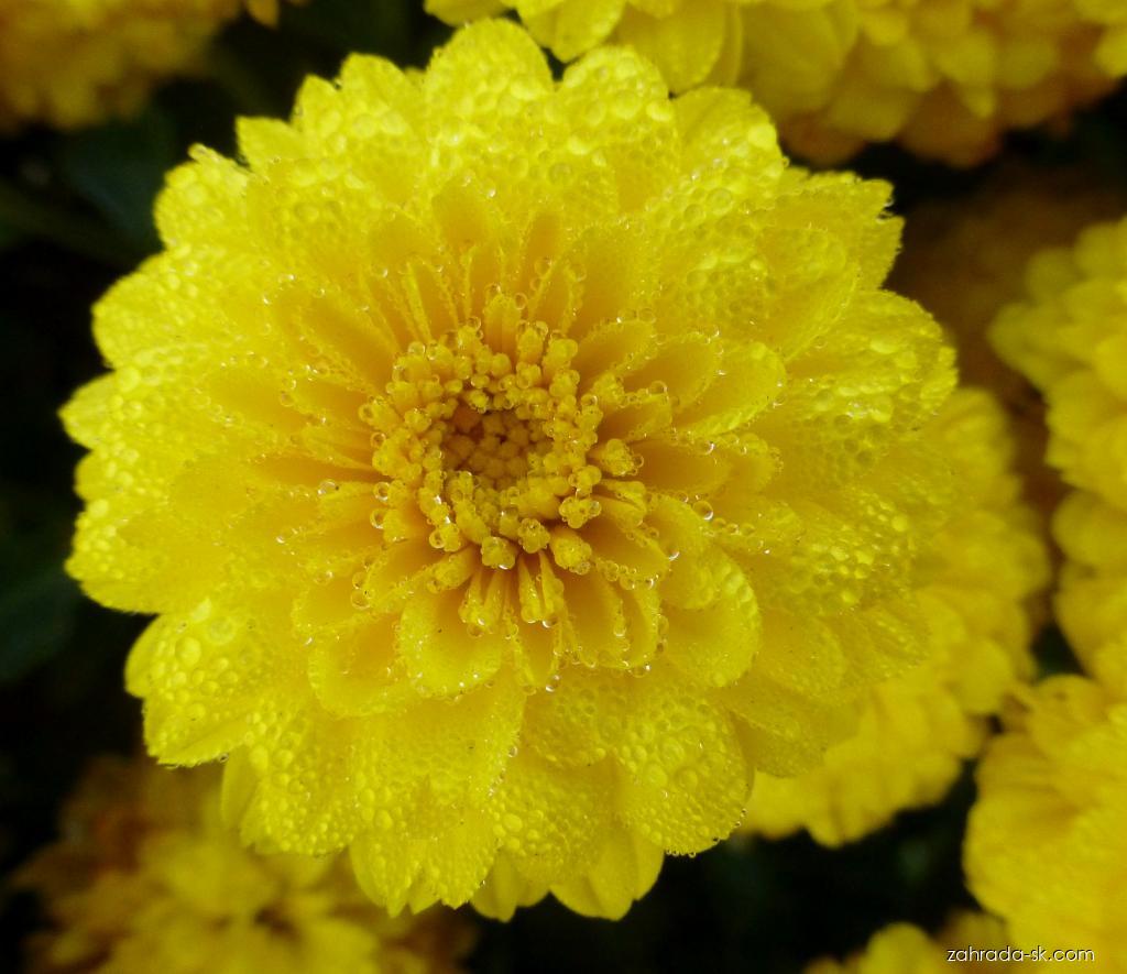 Chrysanthemum x morifolium Flavie (chryzantéma záhradná) Chrysanthemum x morifolium Flavie (chryzantéma záhradná)