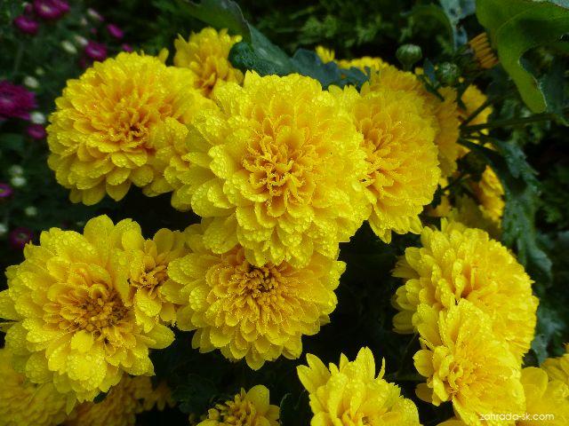 Chrysanthemum x morifolium Flavie (chryzantéma záhradná) Chrysanthemum x morifolium Flavie (chryzantéma záhradná)