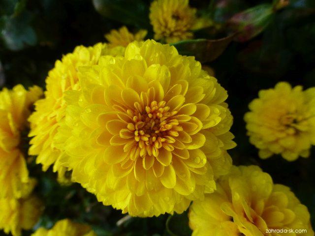 Chrysanthemum x morifolium Flavie (chryzantéma záhradná) Chrysanthemum x morifolium Flavie (chryzantéma záhradná)