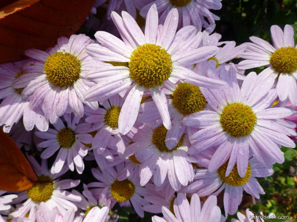 Chrysanthemum x morifolium Aunt Millicent (chryzantéma záhradná) Chrysanthemum x morifolium Aunt Millicent (chryzantéma záhradná)