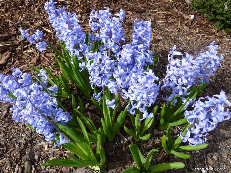Hyacinthus orientalis L. (hyacint východný) Hyacinthus orientalis L. (hyacint východný)