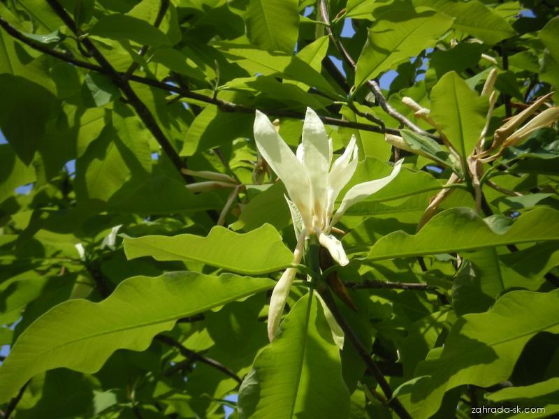 Magnolia tripetala L. (magnólia tripetala) Magnolia tripetala L. (magnólia tripetala)