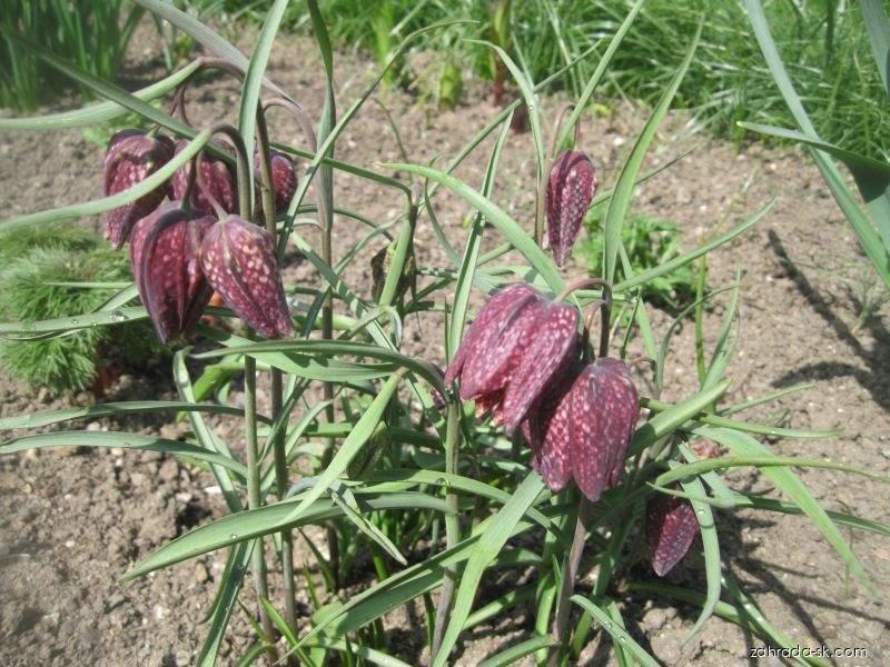Fritillaria meleagris L. (korunkovka strakatá) Fritillaria meleagris L. (korunkovka strakatá)