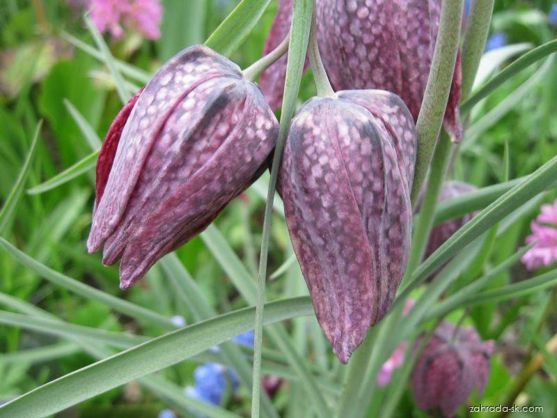 Fritillaria meleagris L. (korunkovka strakatá) Fritillaria meleagris L. (korunkovka strakatá)