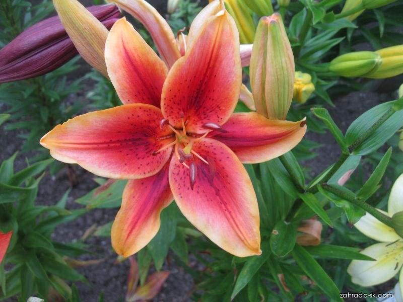 Lilium x hybridum First Crown (ľalia) Lilium x hybridum First Crown (ľalia)
