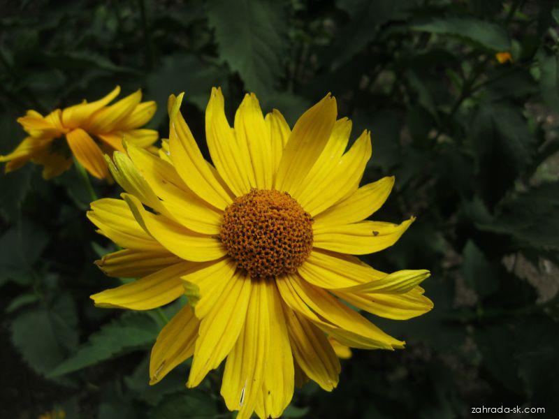 Heliopsis helianthoides var. scabra (DUN.) FERN. (slnečníčka) Heliopsis helianthoides var. scabra (DUN.) FERN. (slnečníčka)