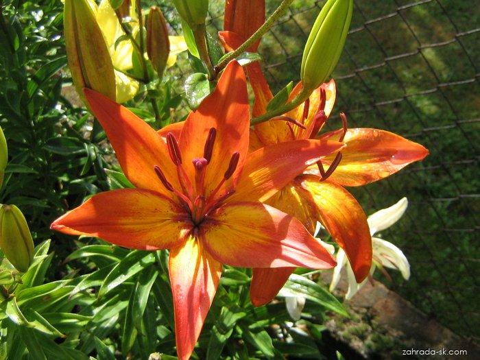 Lilium x hybridum Giraffe (ľalia) Lilium x hybridum Giraffe (ľalia)