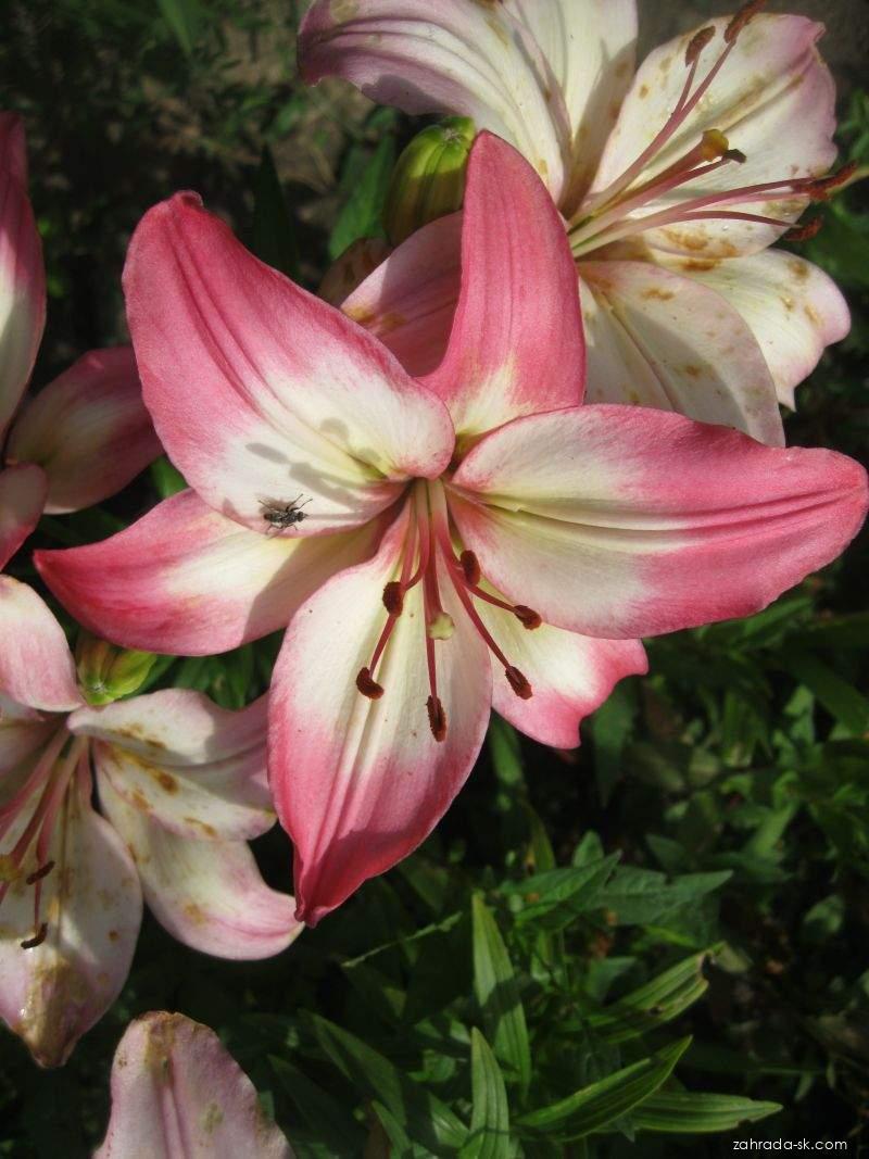 Lilium x hybridum Levi (ľalia) Lilium x hybridum Levi (ľalia)