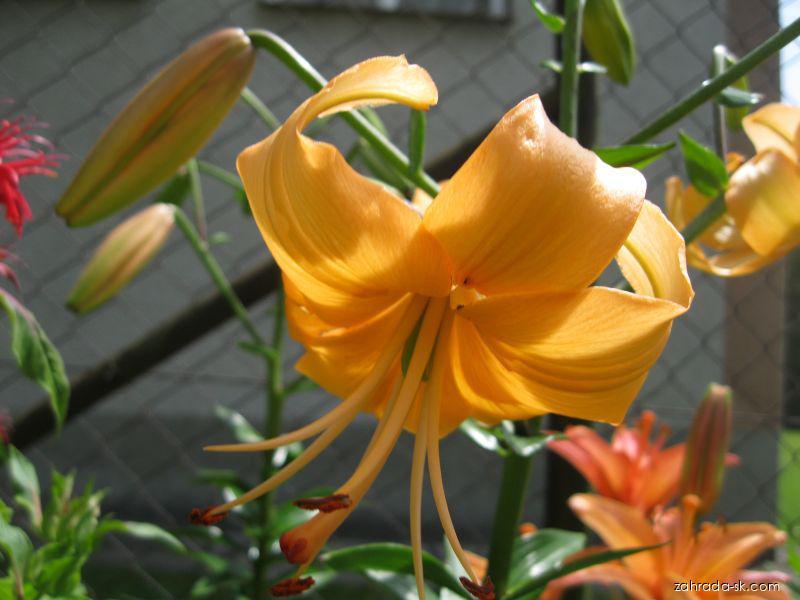Lilium x hybridum Pearl Stacey (ľalia) Lilium x hybridum Pearl Stacey (ľalia)