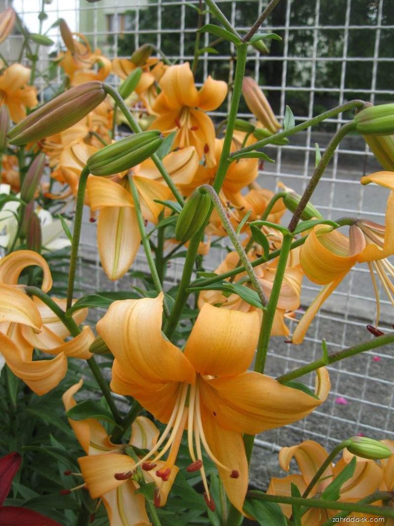 Lilium x hybridum Pearl Stacey (ľalia) Lilium x hybridum Pearl Stacey (ľalia)