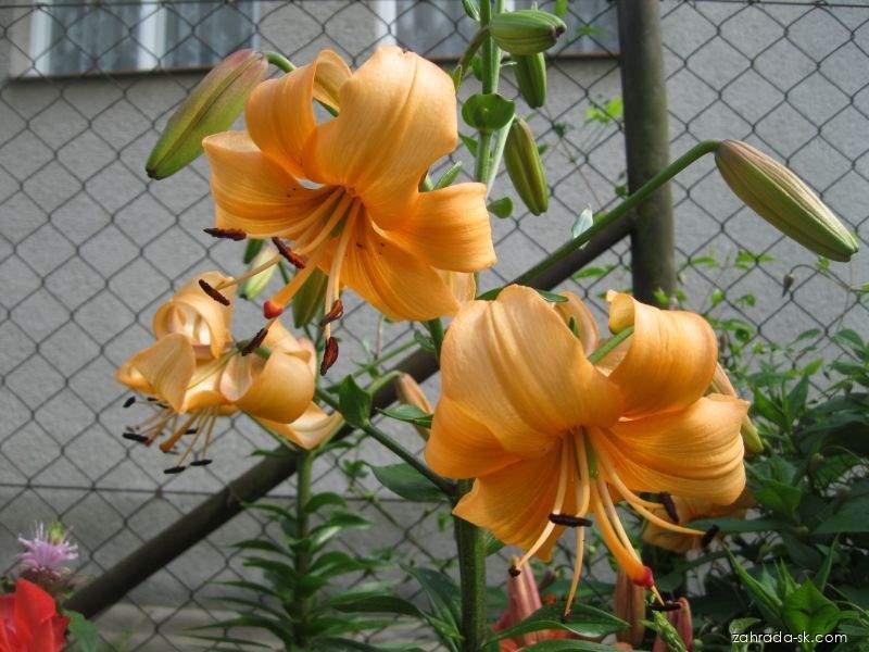 Lilium x hybridum Pearl Stacey (ľalia) Lilium x hybridum Pearl Stacey (ľalia)