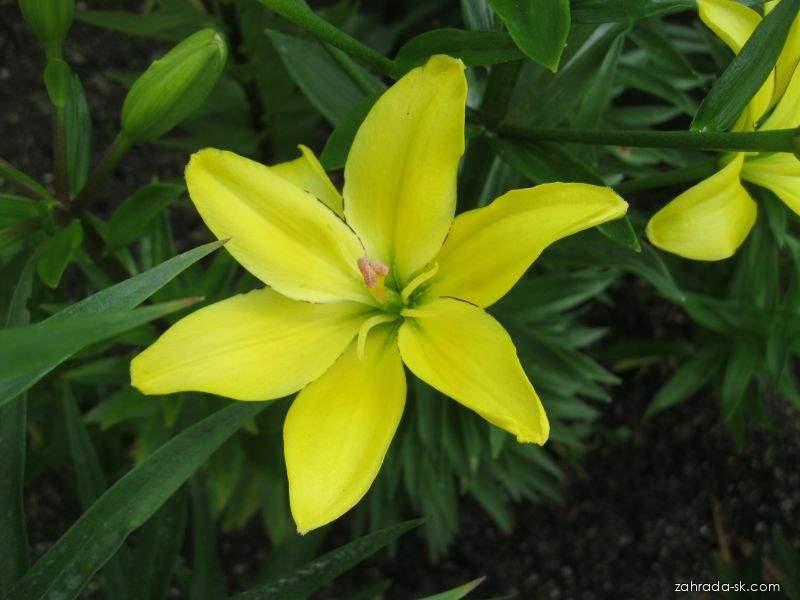 Lilium x hybridum Yellow Cocotte (ľalia) Lilium x hybridum Yellow Cocotte (ľalia)