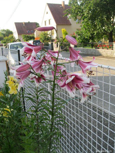 Lilium x hybridum Friso (ľalia) Lilium x hybridum Friso (ľalia)