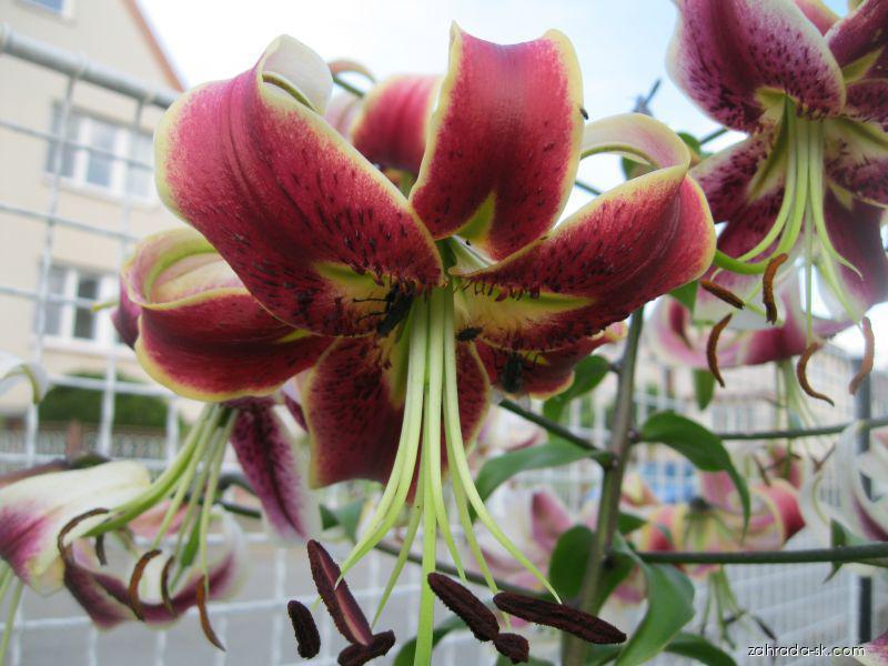 Lilium x hybridum Scheherazade (ľalia) Lilium x hybridum Scheherazade (ľalia)