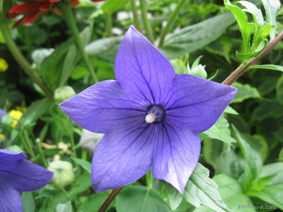 Platycodon grandiflorus (JACQ.) A. DC. (balónovník veľkokvetý) Platycodon grandiflorus (JACQ.) A. DC. (balónovník veľkokvetý)