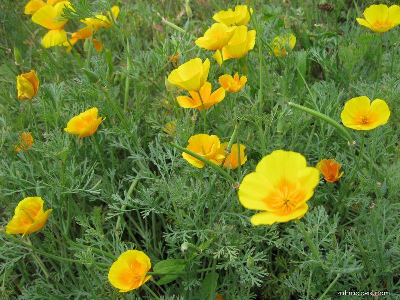 Eschscholtzia californica CHAM. (slncovka kalifornská) Eschscholtzia californica CHAM. (slncovka kalifornská)