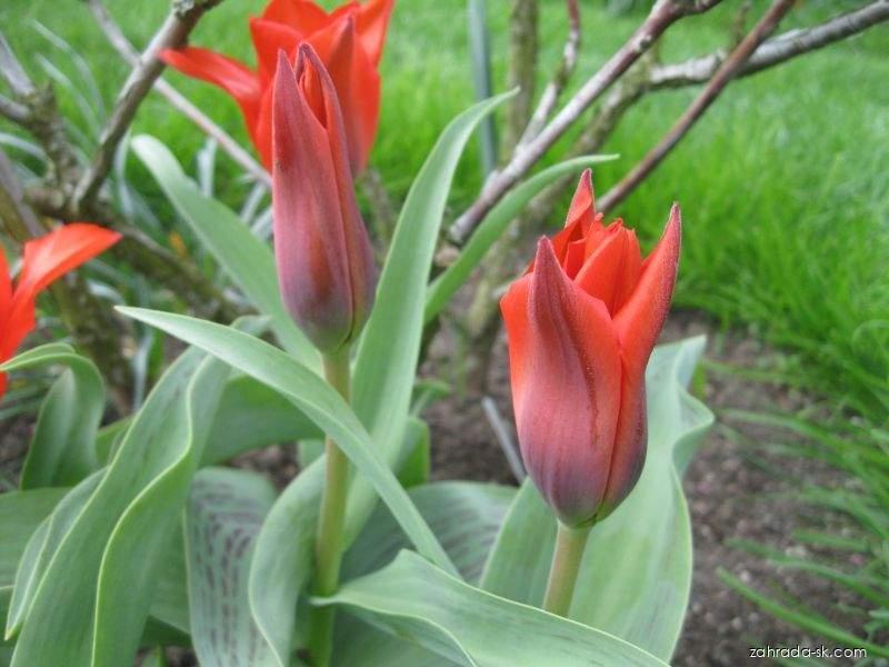 Tulipa kaufmanniana Scarlet Baby (tulipán Kaufmannov) Tulipa kaufmanniana Scarlet Baby (tulipán Kaufmannov)
