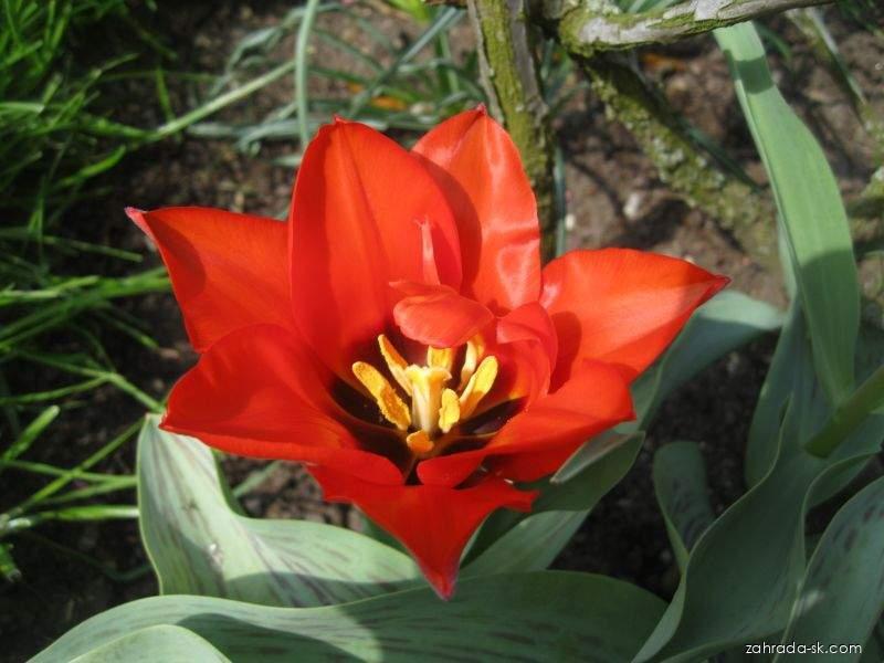 Tulipa kaufmanniana Scarlet Baby (tulipán Kaufmannov) Tulipa kaufmanniana Scarlet Baby (tulipán Kaufmannov)