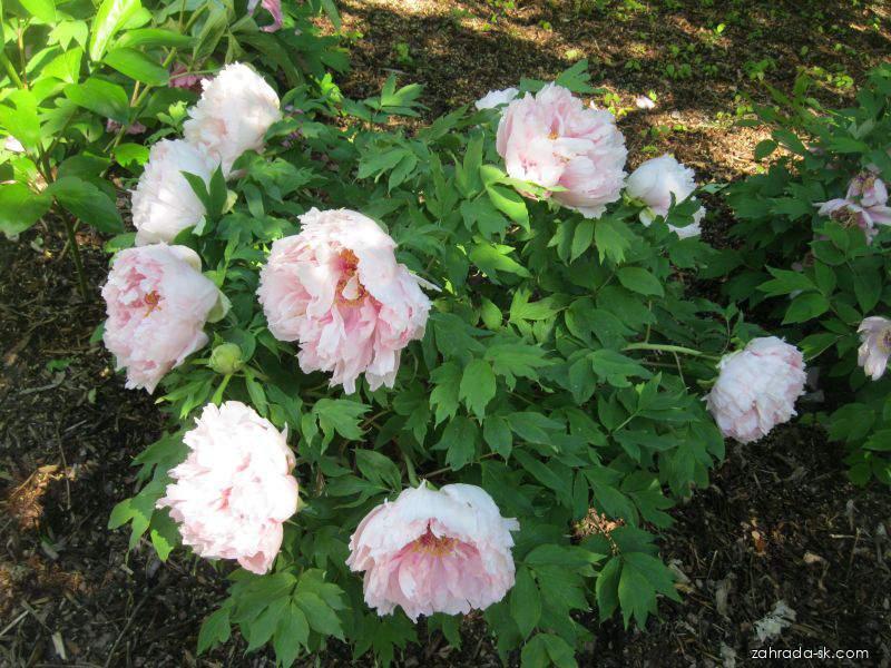 Paeonia suffruticosa (pivonka polokrovitá) Paeonia suffruticosa (pivonka polokrovitá)