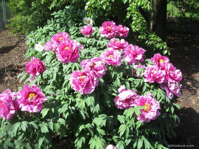 Paeonia suffruticosa (pivonka polokrovitá) Paeonia suffruticosa (pivonka polokrovitá)