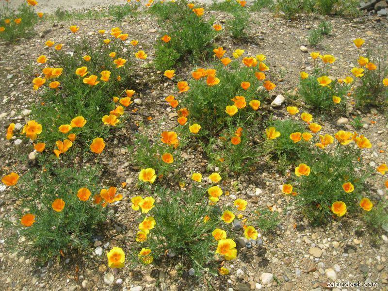 Eschscholtzia californica CHAM. (slncovka kalifornská) Eschscholtzia californica CHAM. (slncovka kalifornská)