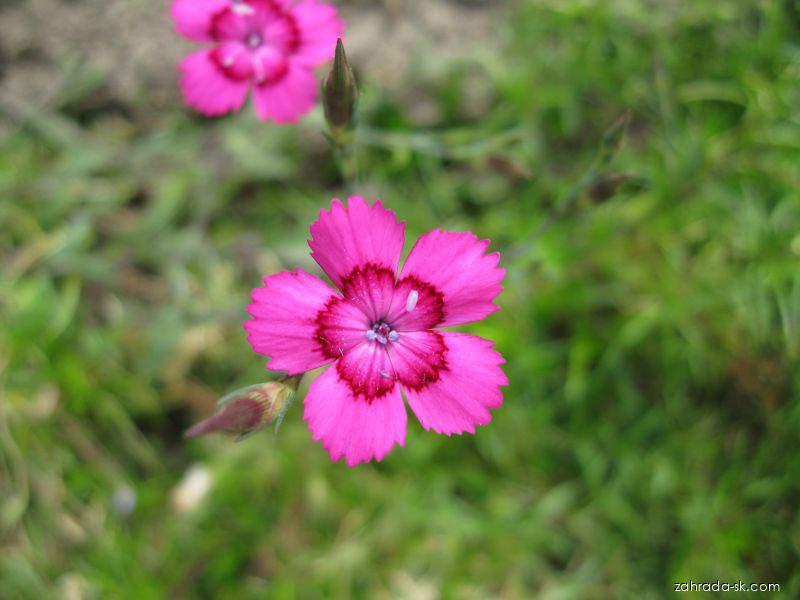 Dianthus deltoides L. (klinček slzičkový) Dianthus deltoides L. (klinček slzičkový)