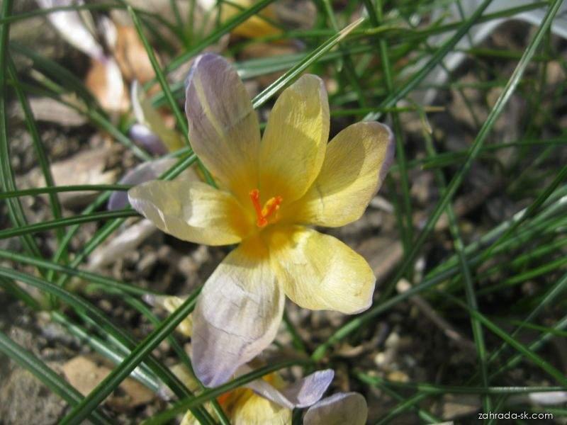 Crocus chrysanthus Advance (šafran zlatý) Crocus chrysanthus Advance (šafran zlatý)