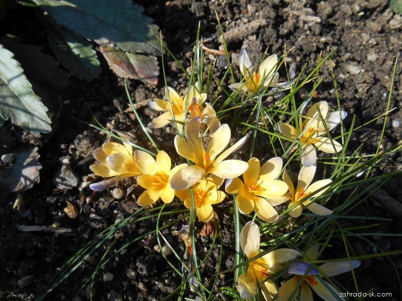 Crocus chrysanthus Advance (šafran zlatý) Crocus chrysanthus Advance (šafran zlatý)