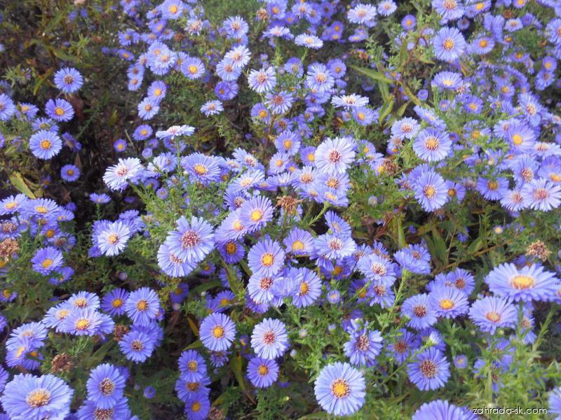 Symphyotrichum novi-belgii Schöne von Dietlikon (astra novobelgická) Symphyotrichum novi-belgii Schöne von Dietlikon (astra novobelgická)