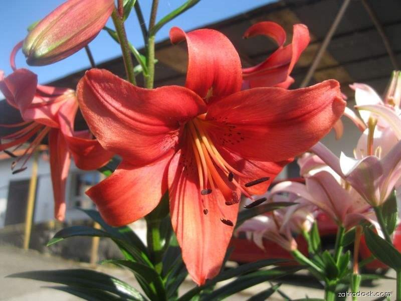 Lilium x hybridum Pearl Lorraine (ľalia) Lilium x hybridum Pearl Lorraine (ľalia)
