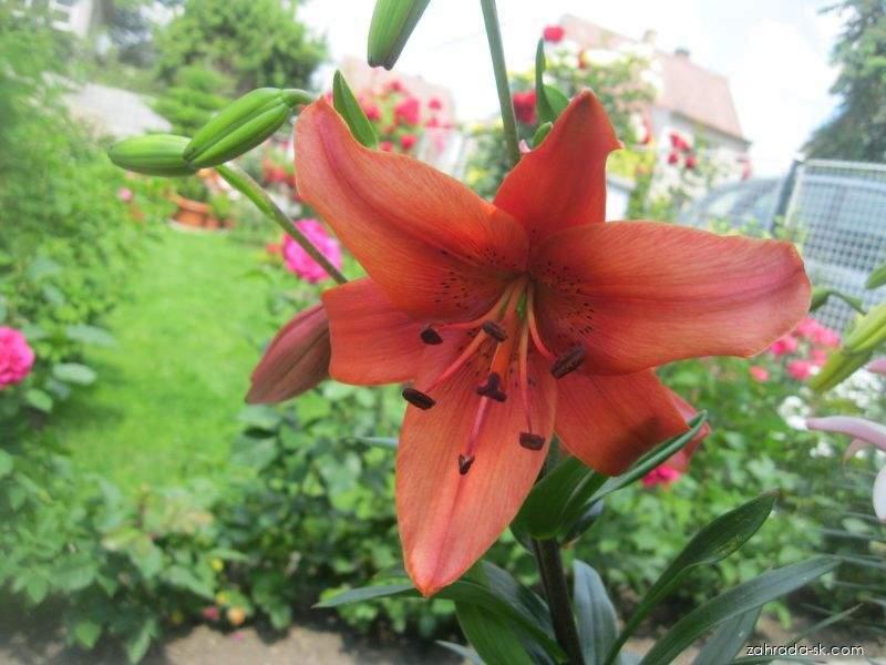 Lilium x hybridum Pearl Lorraine (ľalia) Lilium x hybridum Pearl Lorraine (ľalia)