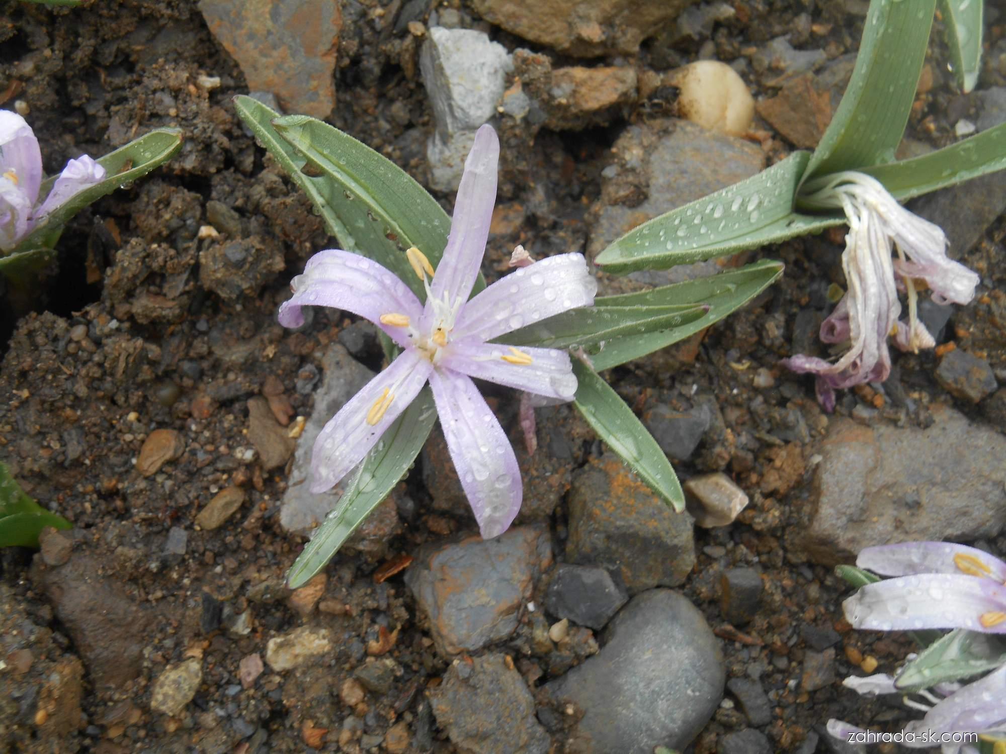Colchicum bulbocodium (L.) Ker Gawl. (jarovít jarní) Colchicum bulbocodium (L.) Ker Gawl. (jarovít jarní)