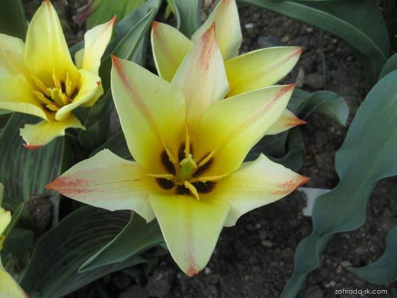 Tulipa greigii Golden Day (tulipán Greigov) Tulipa greigii Golden Day (tulipán Greigov)