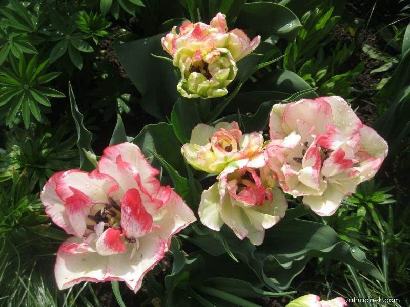 Tulipa Cartouche (tulipán) Tulipa Cartouche (tulipán)