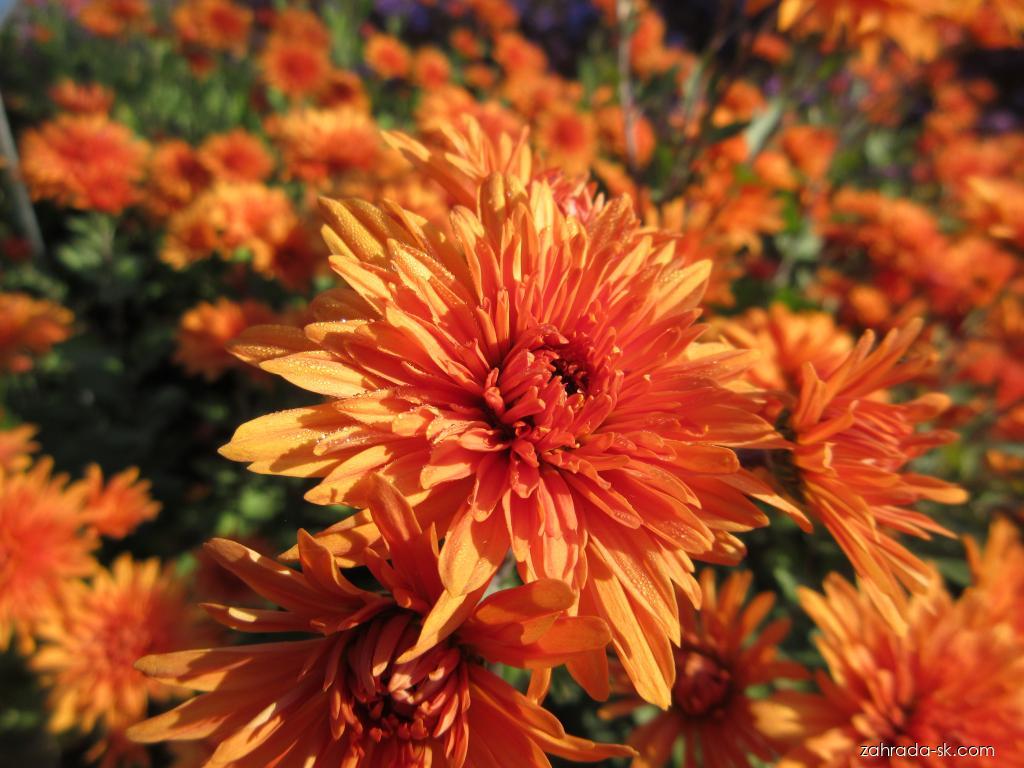 Chrysanthemum x morifolium Mandarine (chryzantéma záhradná) Chrysanthemum x morifolium Mandarine (chryzantéma záhradná)