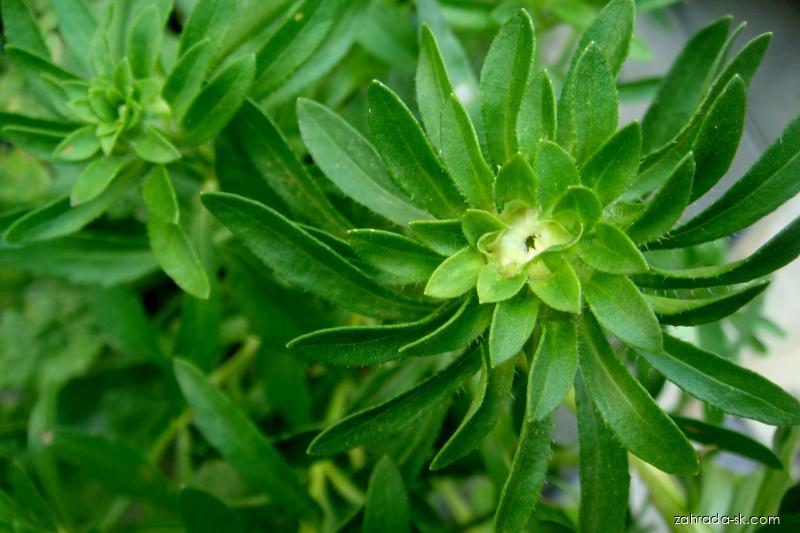 Callistephus chinensis var. Průhonický trpaslík (astrovka činská) Callistephus chinensis var. Průhonický trpaslík (astrovka činská)