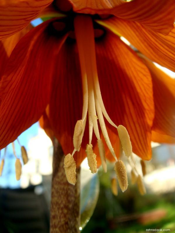 Fritillaria imperialis L. (korunka kráľovská) Fritillaria imperialis L. (korunka kráľovská)