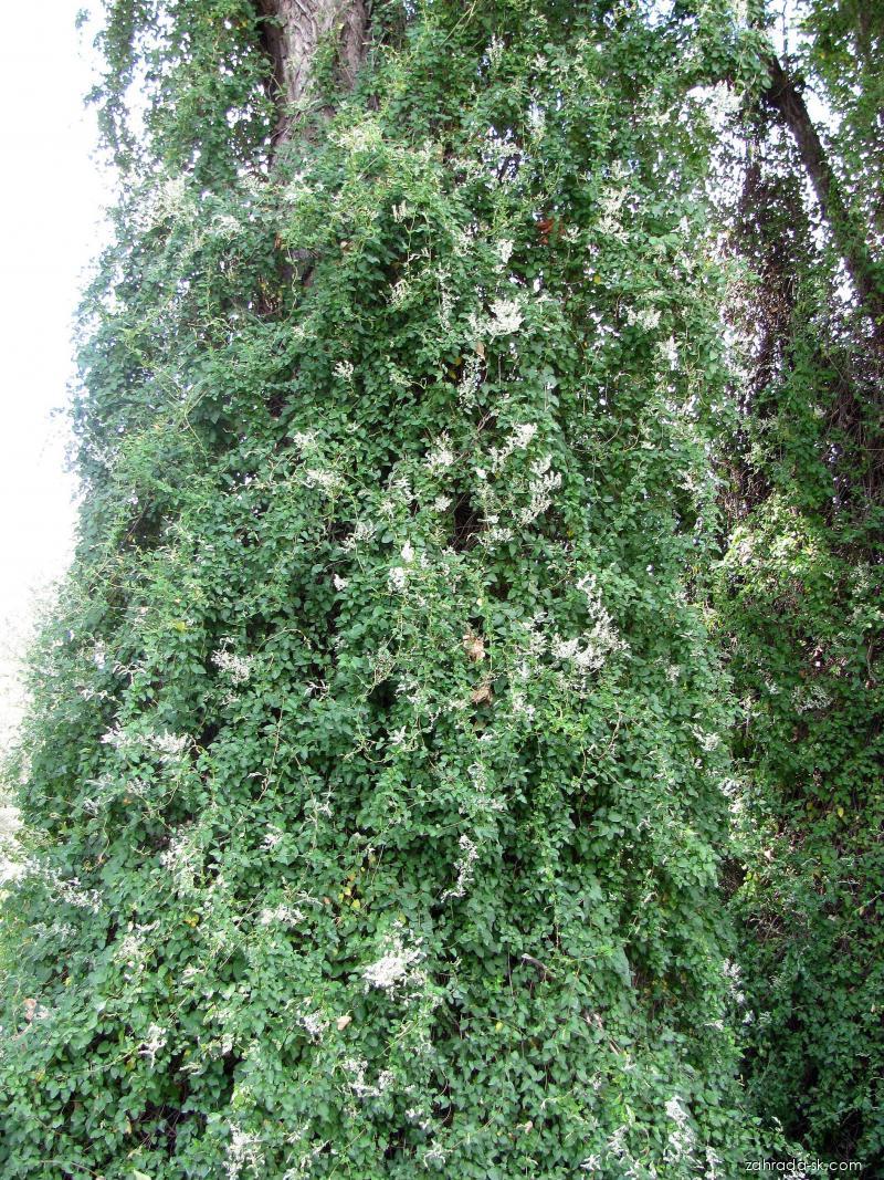 Fallopia aubertii (pohánkovec Aubertov) Fallopia aubertii (pohánkovec Aubertov)