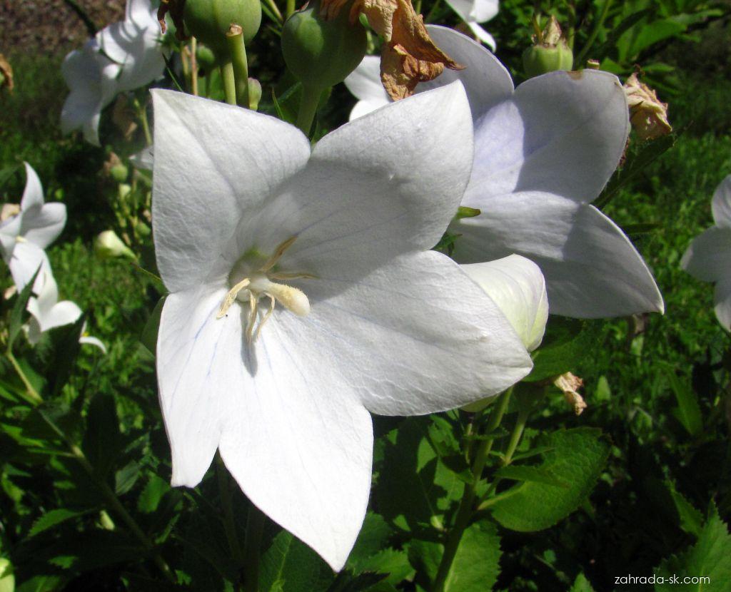 Platycodon grandiflorus (JACQ.) A. DC. (balónovník veľkokvetý) Platycodon grandiflorus (JACQ.) A. DC. (balónovník veľkokvetý)