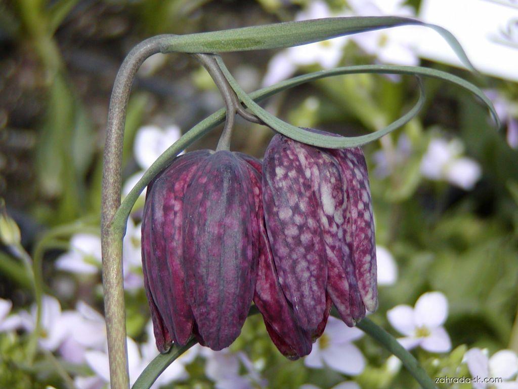 Fritillaria meleagris L. (korunkovka strakatá) Fritillaria meleagris L. (korunkovka strakatá)