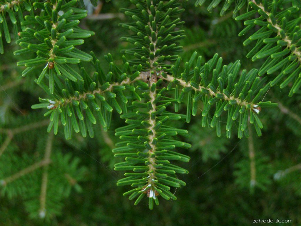 Abies koreana WILS. (jedľa kórejská) Abies koreana WILS. (jedľa kórejská)
