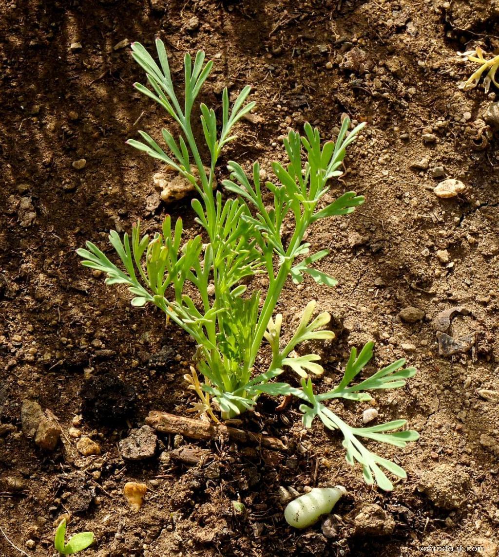 Eschscholtzia californica CHAM. (slncovka kalifornská) Eschscholtzia californica CHAM. (slncovka kalifornská)