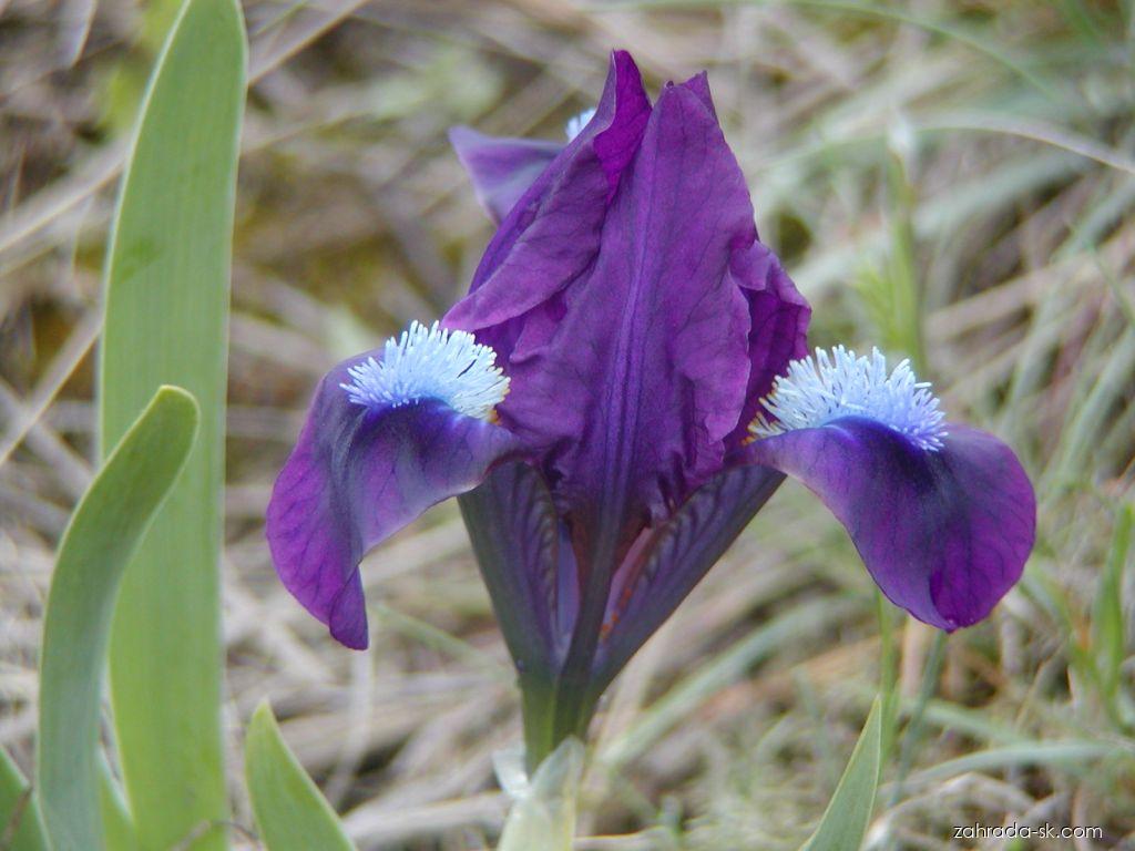 Iris pumila L. (kosatec nízky) Iris pumila L. (kosatec nízky)