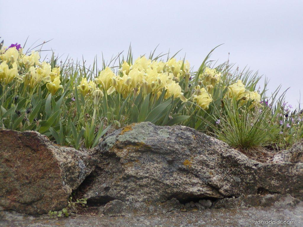Iris pumila L. (kosatec nízky) Iris pumila L. (kosatec nízky)