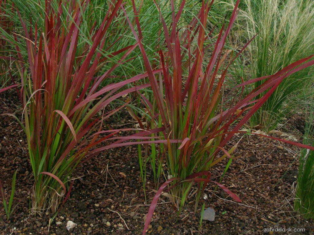Imperata cylindrica Red Baron ( Rubra ) (imperata cylindrica) Imperata cylindrica Red Baron ( Rubra ) (imperata cylindrica)