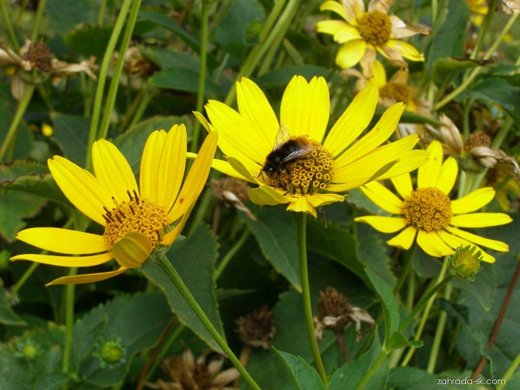 Heliopsis helianthoides (L.) SWEET (slnečníčka) Heliopsis helianthoides (L.) SWEET (slnečníčka)