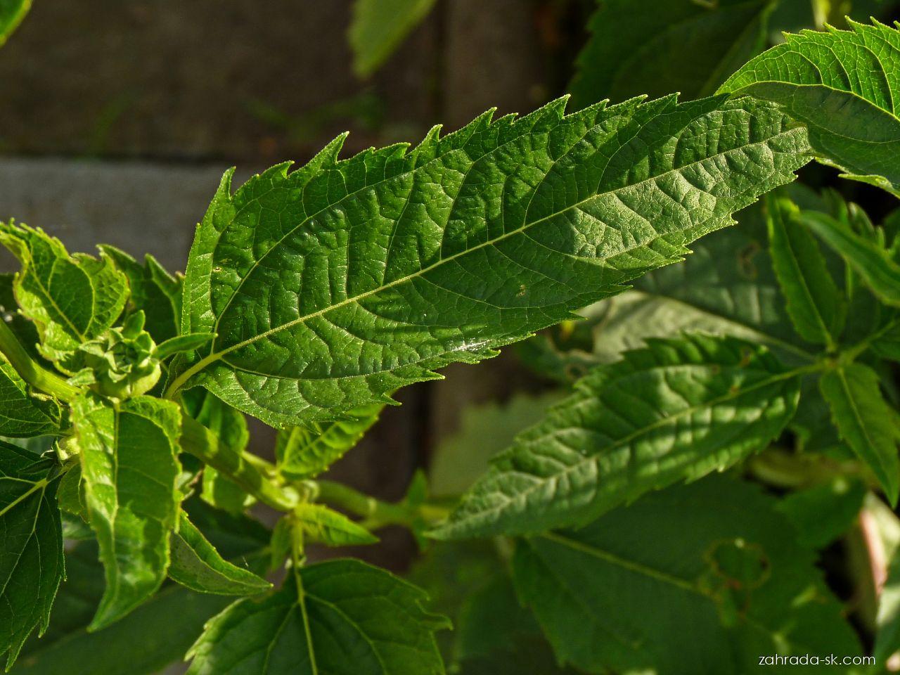 Heliopsis helianthoides var. scabra (DUN.) FERN. (slnečníčka) Heliopsis helianthoides var. scabra (DUN.) FERN. (slnečníčka)
