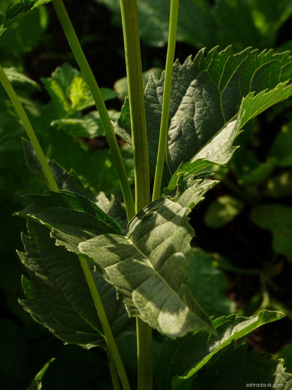 Heliopsis helianthoides var. scabra (DUN.) FERN. (slnečníčka) Heliopsis helianthoides var. scabra (DUN.) FERN. (slnečníčka)