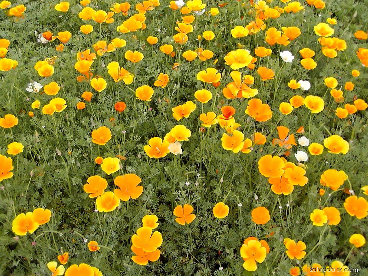 Eschscholtzia californica CHAM. (slncovka kalifornská) Eschscholtzia californica CHAM. (slncovka kalifornská)