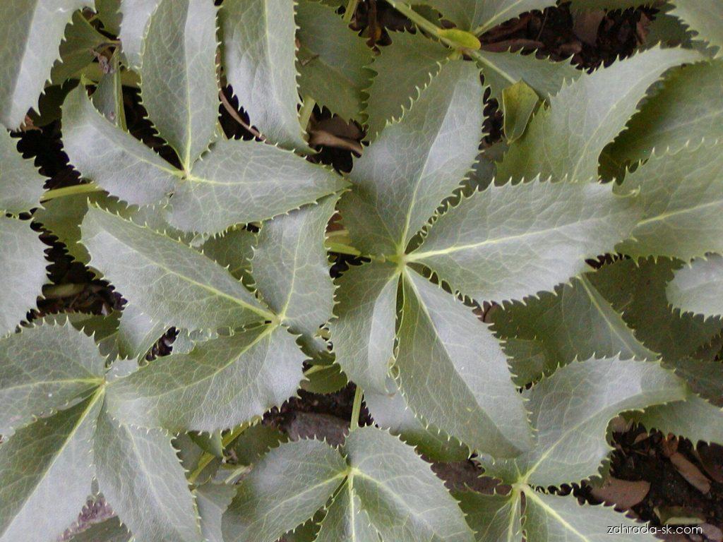 Helleborus argutifolius Viv. (čemerica korzická) Helleborus argutifolius Viv. (čemerica korzická)
